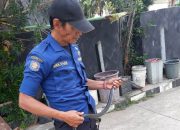 Puluhan Ular Berbisa Teror Warga Depok, Satu Warga Dipatuk Kobra