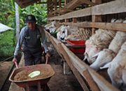 Global Qurban – ACT Buka Kesempatan Lapangan Kerja Melalui Agen Qurban