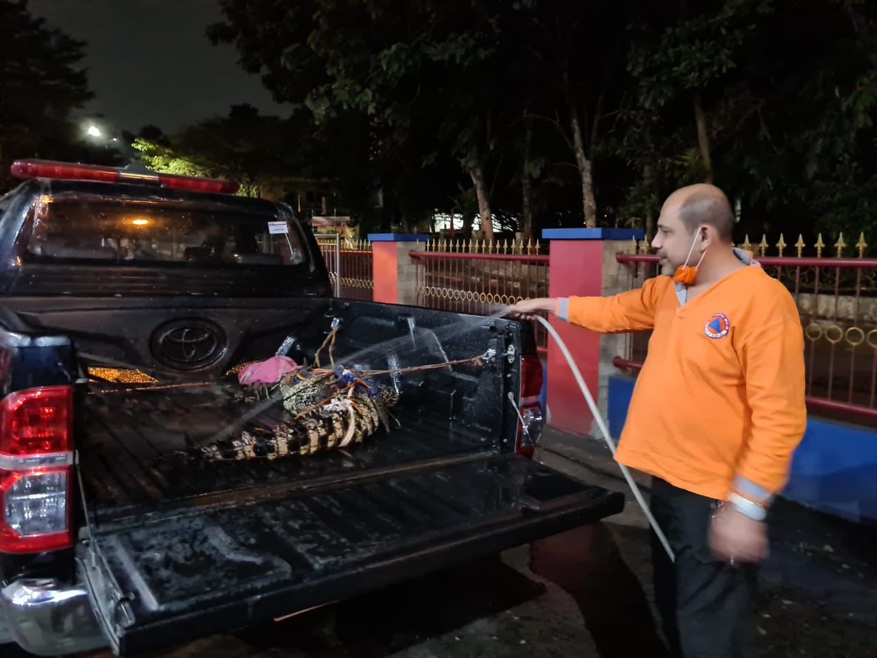 Warga Depok Tangkap Buaya di Kali Pesanggrahan