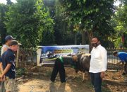 Kejari Depok Berkurban Dua Sapi dan Tiga Ekor Kambing