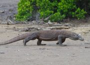 Viral Foto Komodo Versus Truk, Ini Kata KLHK