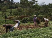 Harga Anjlok, ACT Beli Ubi Jalar dari Petani