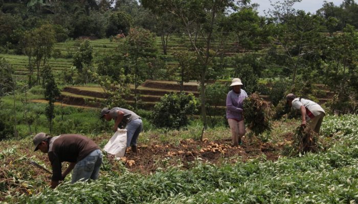 Harga Anjlok, ACT Beli Ubi Jalar dari Petani