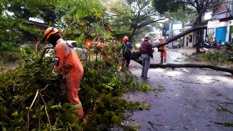 Hujan Lebat dan Angin Kencang, Pohon di Depok Tumbang