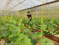 Terapkan Smart Green House, Produktivitas Pertanian Meningkat Tajam