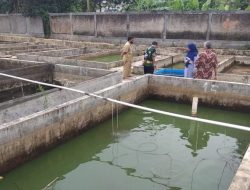 BBI Kota Depok Telah Distribusikan 13 Ribu Bibit Ikan Hingga Awal 2022