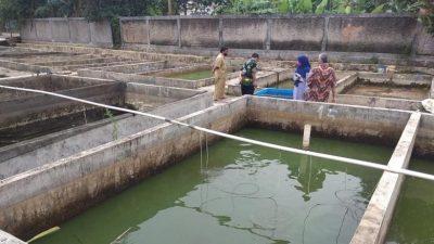 BBI Kota Depok Telah Distribusikan 13 Ribu Bibit Ikan Hingga Awal 2022