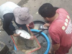 DKP3 Depok akan Kembangkan Komoditas Ikan Lokal