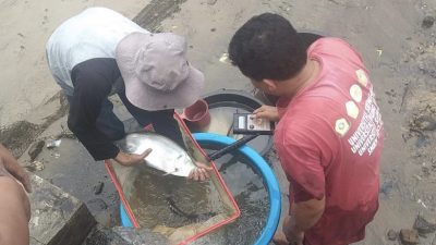 DKP3 Depok akan Kembangkan Komoditas Ikan Lokal