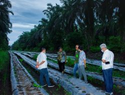 Kemenperin: Aktivitas Industri Pengolahan Sawit Dongkrak Ekonomi Daerah