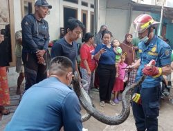 Petugas Damkar Depok Berhasil Evakuasi Ular Sanca Tiga Meter