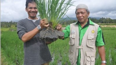 Tanam Sekali, Panen Berkali-kali