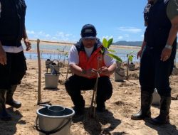 BNPB Tanam Mangrove, Mitigasi Bahaya Tsunami Dengan Vegetasi