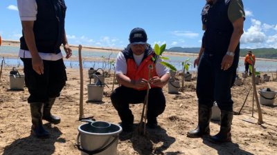 BNPB Tanam Mangrove, Mitigasi Bahaya Tsunami Dengan Vegetasi