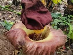 Bunga Rafflesia Arnoldi Ditemukan Tumbuh di Kebun Warga Cilodong