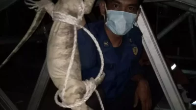 Dua Ekor Biawak Berhasil Dievakuasi Petugas Damkar Depok