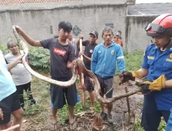 Waspada! Damkar Depok Temukan Telur dan Ular Sanca di Cilodong