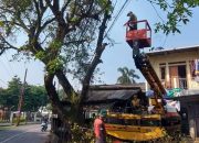 DLHK Depok Pangkas Sejumlah Pohon di Harjamukti