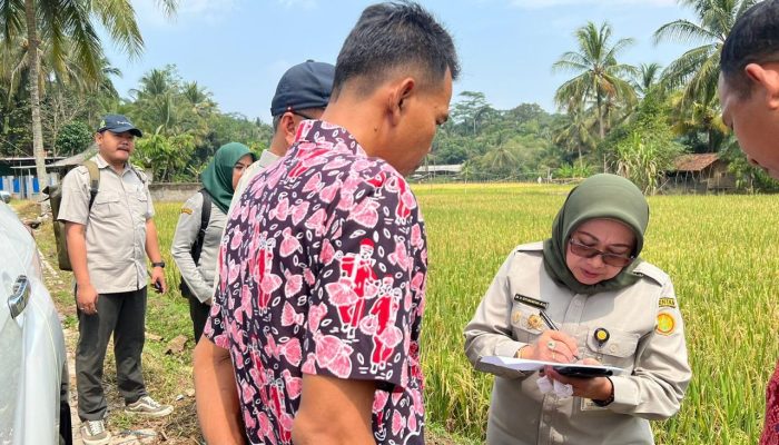 Hadapi El Nino, Kementan Siagakan Penyuluh Pandeglang