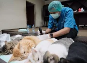 DKP3 Depok Sterilisasi Ratusan Kucing Domestik