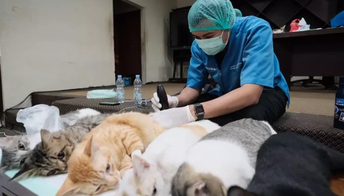 DKP3 Depok Sterilisasi Ratusan Kucing Domestik